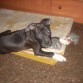 Buba de Peke (2 meses y medio)